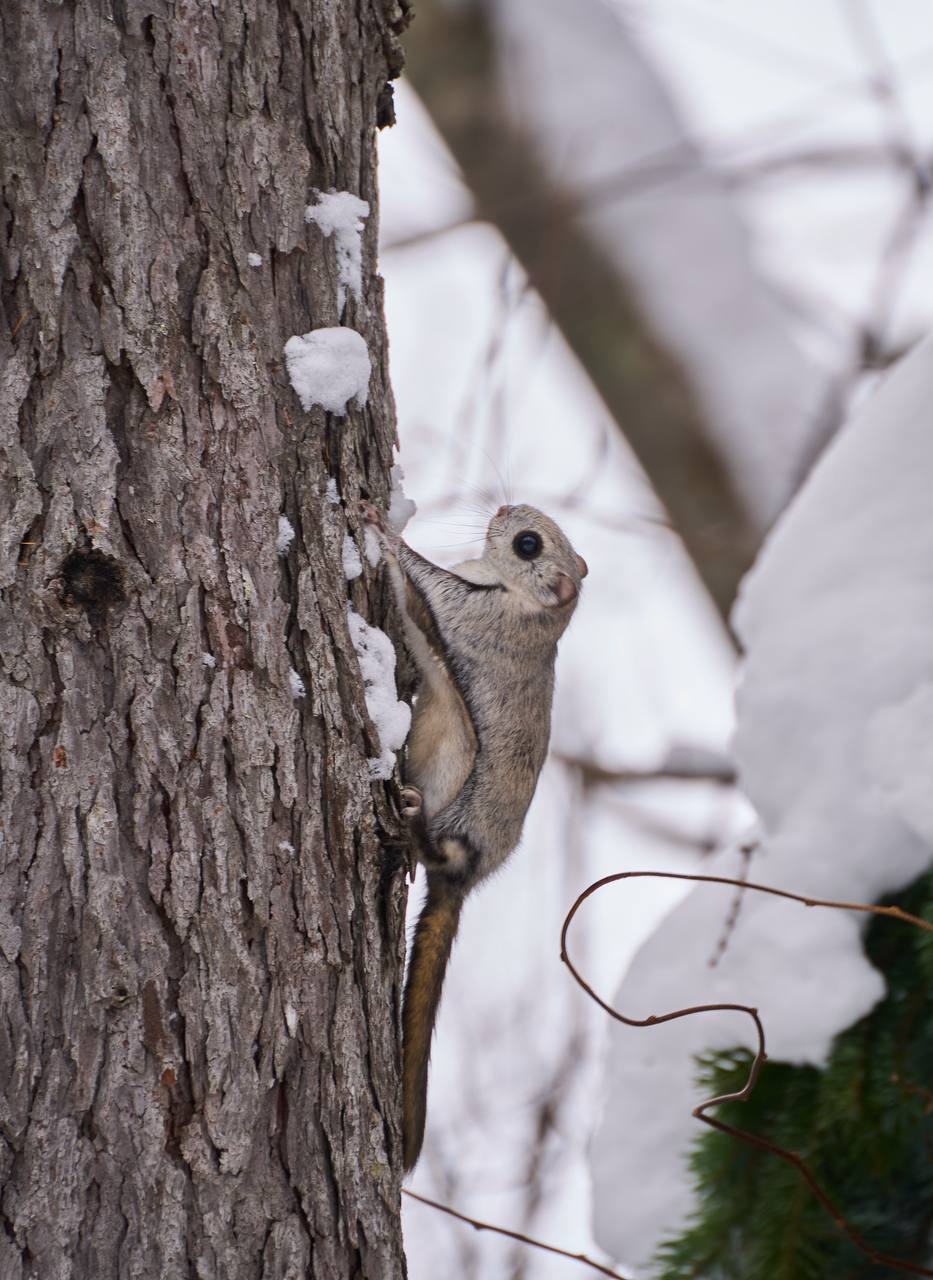 Белка-летяга попала в кадр на Сахалине Белка-летяга попала в кадр на Сахалине