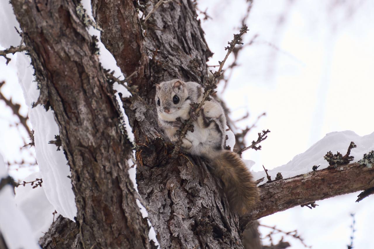 Белка-летяга попала в кадр на Сахалине Белка-летяга попала в кадр на Сахалине