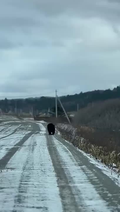 На Кунашире в январе заметили неспящего косолапого