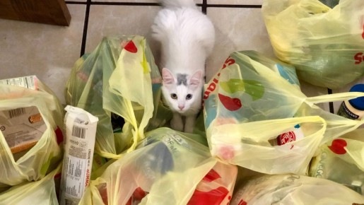 �����-����� � �������� �������� �� ���� ������: ������ ���������� �� ��������