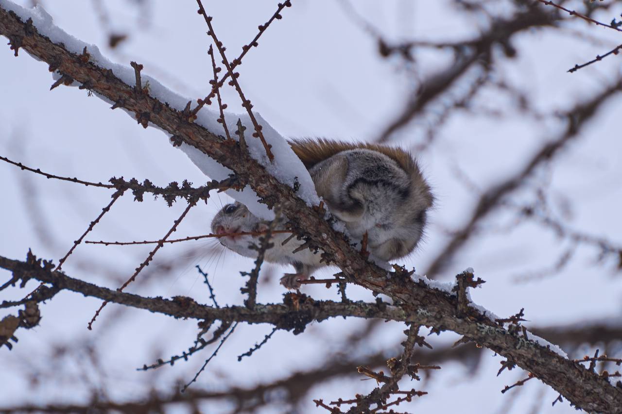Белка-летяга попала в кадр на Сахалине Белка-летяга попала в кадр на Сахалине