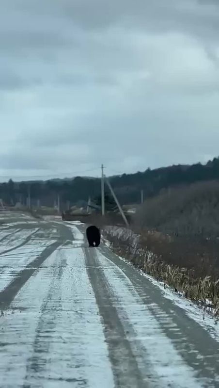 Медведь шатается по заснеженным дорогам на Курилах