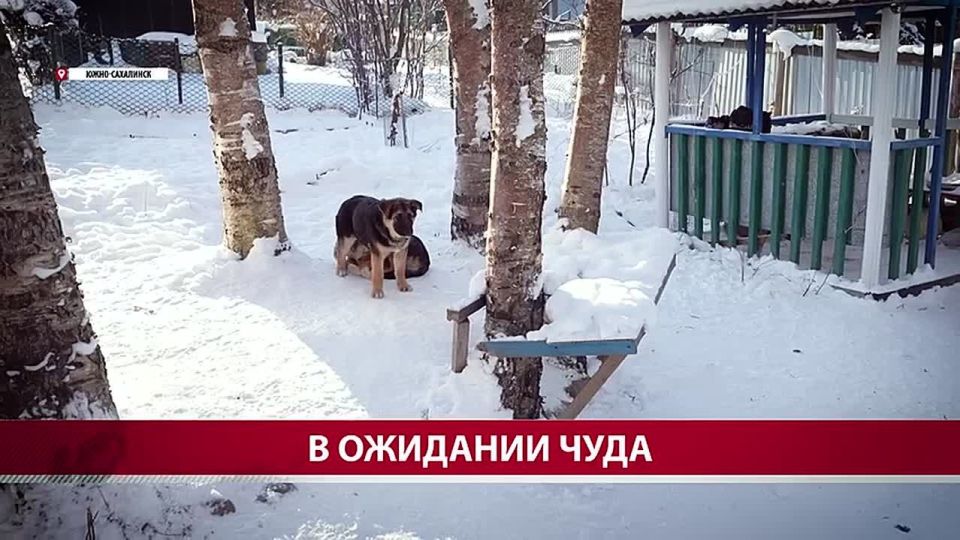 Неизвестные подкинули коробку с щенками в СНТ в Южно-Сахалинске