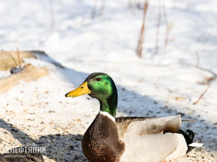 На Сахалине завершился срок охоты на пернатую дичь без собаки