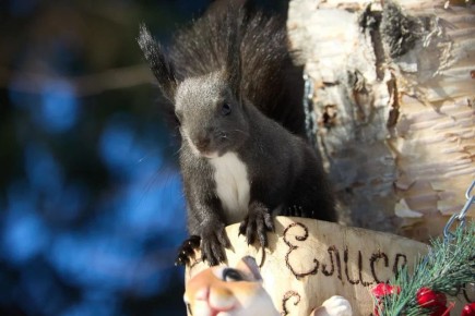 ������ ����, ����-���������!