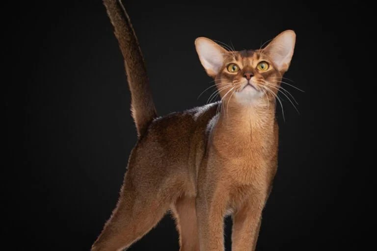 Главные новости в России и в мире на утро 13 января: