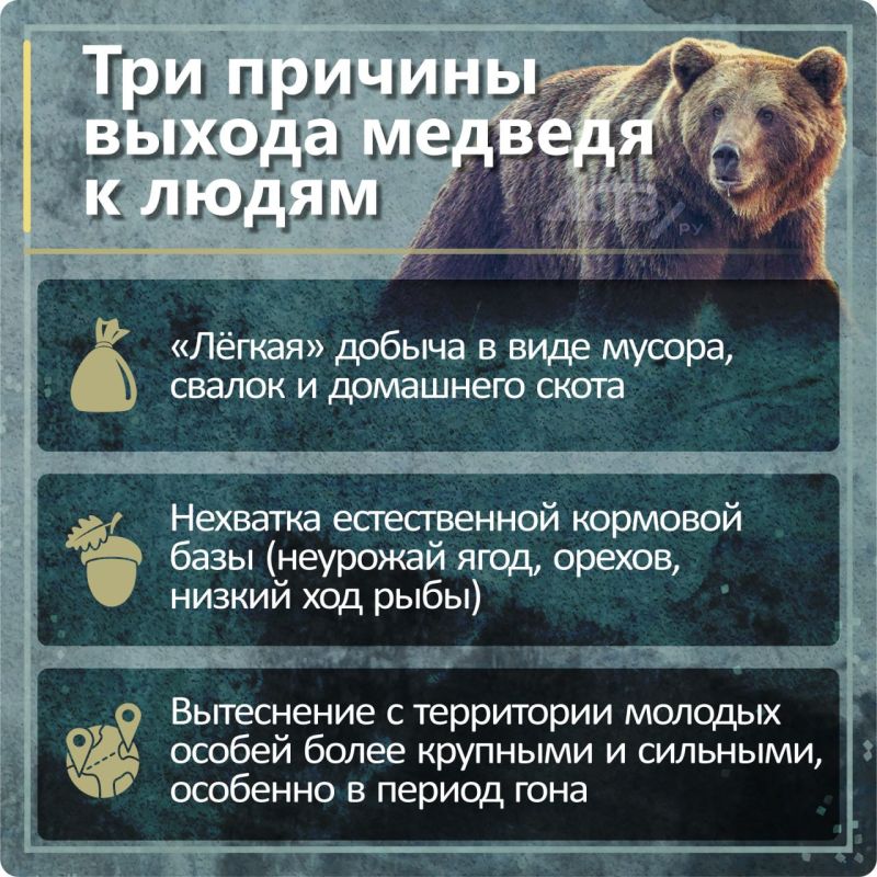 Двоих убили, охотскую трассу "осадили": итоги медвежьего сезона-2025 на Сахалине