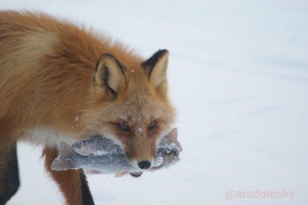 #�������������. @aradomsky