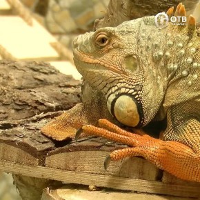 ����������� ������� �������� ���� ��������� ������ �����