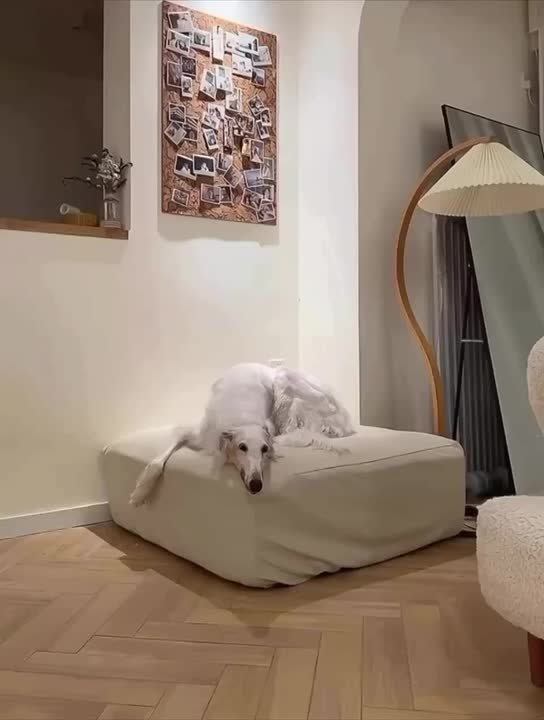 Доброе утро. 14 января отмечают День одевания домашних животных