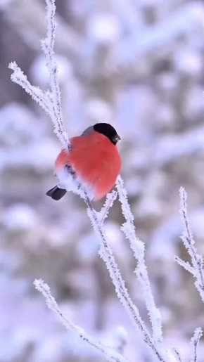 ������ ����!. ������� ���� ����������� ������������� �������� ���������� ��������� � ���� ���� �������� ��������� ��������� ��������� (1795 � 1829), ���������� ������ ���������� (1945), ����, ������� ���� ������������...