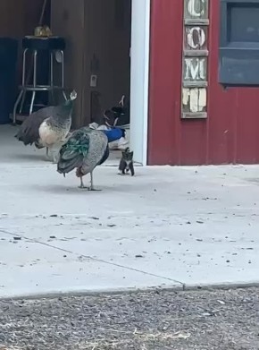 ������ ����. 15 ������ ������� ������� ��������� �� �������