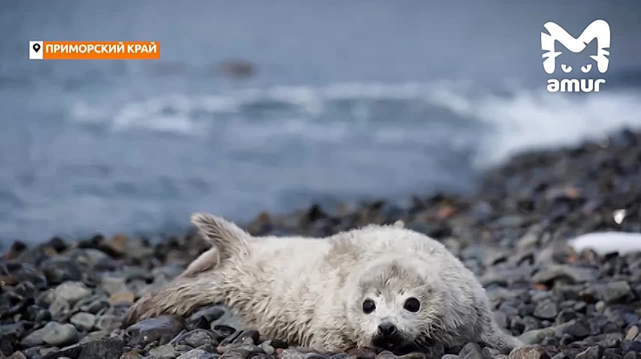 Первые в этом году милашные ларги появились на островах в Приморье