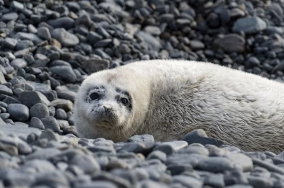В Дальневосточном морском биосферном заповеднике в заливе Петра Великого начался сезон рождения детёнышей ларги: первые бельки уже появились на островах архипелага Римского-Корсакова