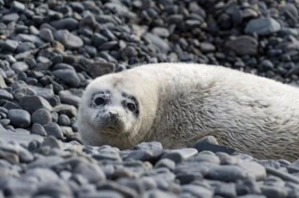  ��������������� ������� ���������� ����������� ������� ����� �������� ������� ����� �������� �������� �����: ������ ������ ��� ��������� ���������� ���������� ��������-���������