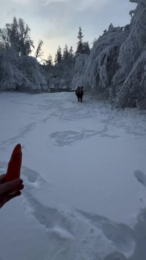 ������� � �������� ���� ������� ���������