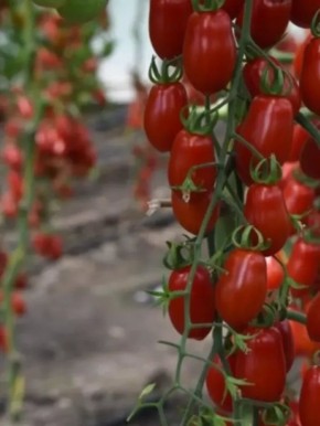 ����� ����� '�������': ������� ����� ��� ������� ������� ��� ��������� ������