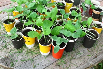 ������ ��� ������� �������: ��� �������� �������� � �������