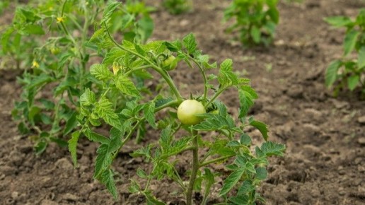 ������������� ������������� �����: ��� ���� � ����� �� ����