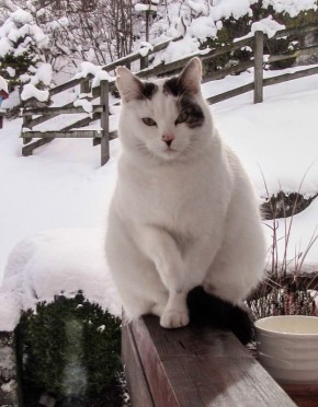 Потерялся домашний питомец? Ищете дом тому, кто ещё не обрёл любящую семью?