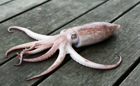 ����������� ������������� ����� ���������� �� ������� �� �������� � ����������