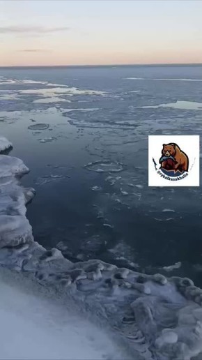 Крабы на Сахалине повылезали на лёд, который едва "схватился"