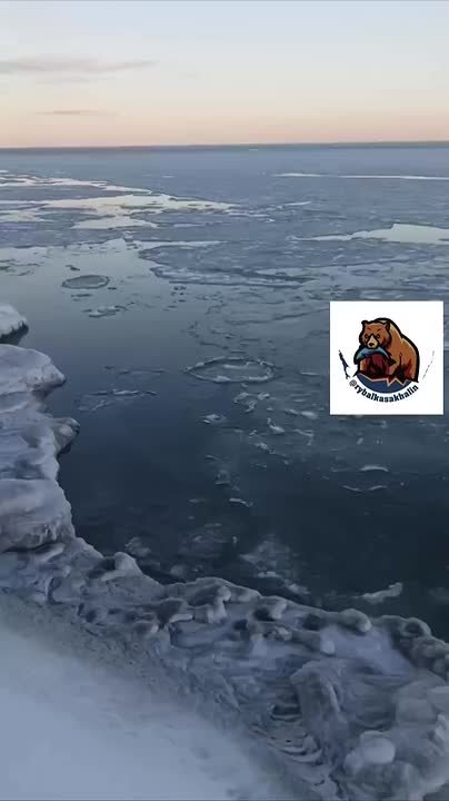 Крабы на Сахалине повылезали на лёд, который едва "схватился"