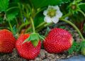 Натуральные секреты для богатого урожая клубники