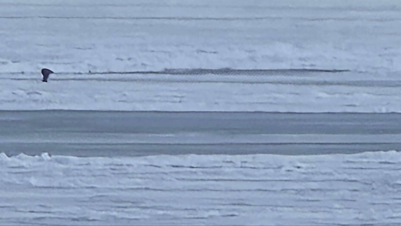 Сахалинские мамонтята открыли «сезон» Сахалинские мамонтята открыли «сезон»