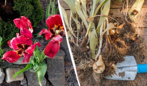 ���� �� ���������� ����� ��������: ��� ����� �������