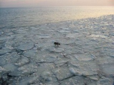 ������� �������: ������ ������ �� ������ �� ������������