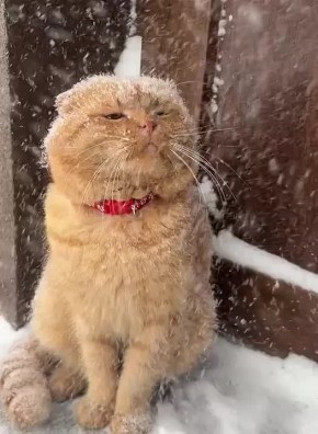 Доброе утро. В этот день на Руси особенно ласково относились к кошкам