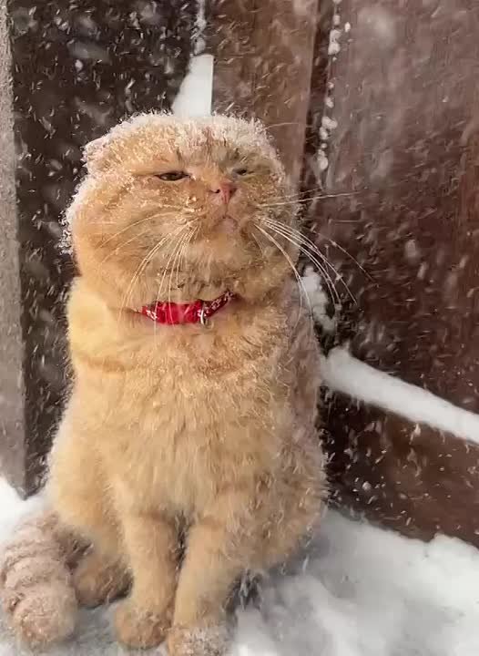 Доброе утро. В этот день на Руси особенно ласково относились к кошкам