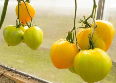 Томат Золотая буденовка: яркие плоды с уникальным вкусом