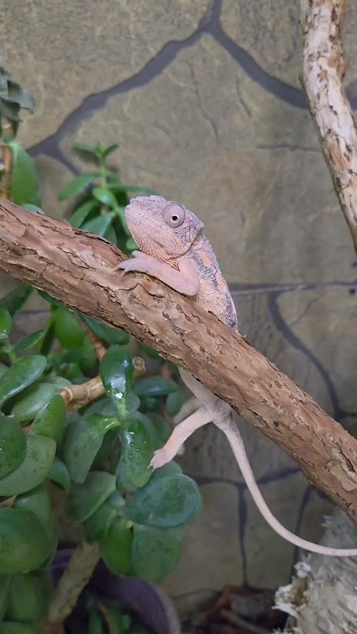 Пополнение в сахалинском зоопарке