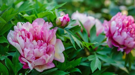 ����������� ��������� ��� ������: ��������� ������� ��� ������� ��������