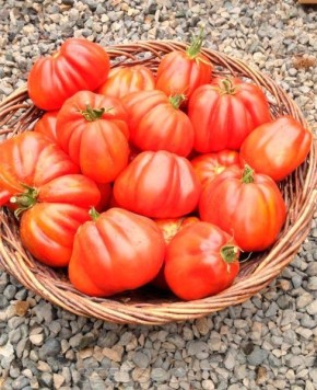 ����� ������ �������� � ����� ����: ������, ���� � ������� �������