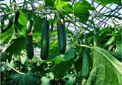 ������������������ ������ � ������: ��� �������� ����� ���� � ��� �� ������� ����