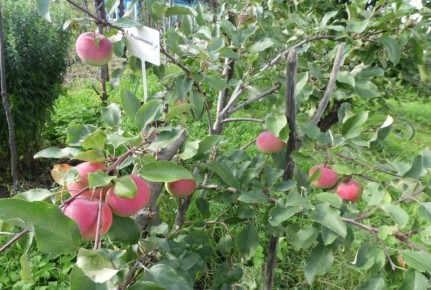 ��������� ������ � ����� �� ������� �����: ��� ���������� ���� �������� � ������� ������