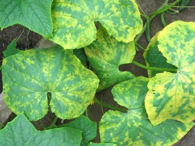 ������� �� �������: ������� ������ ������ � ������� ����, ������� ������ ���