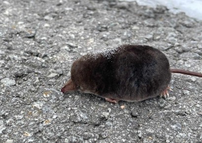 ��� �� ������ � �����������?