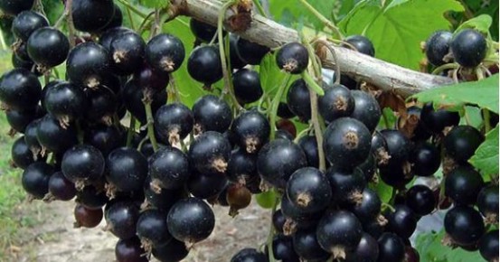 ��� ��������� �� ������ ���������� ����� ����� ������: 5 ������ �����