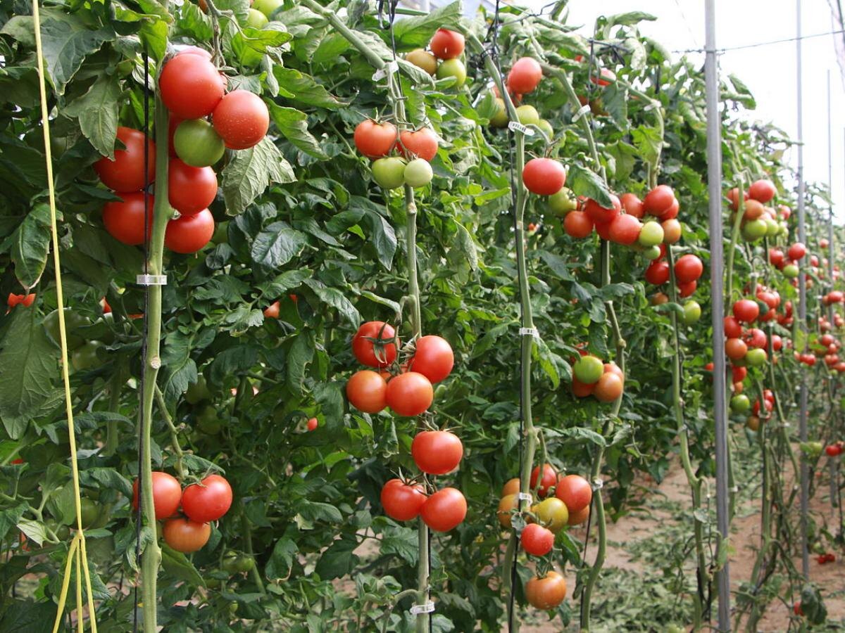 Секрет урожайности: как сода помогает вашим помидорам