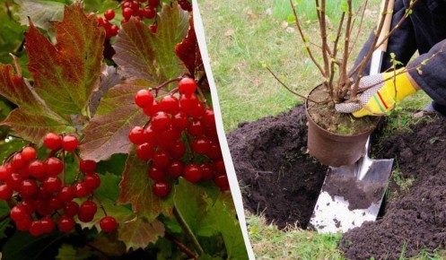 ��� �������� � ������: ��� ������ ��� ������� ������