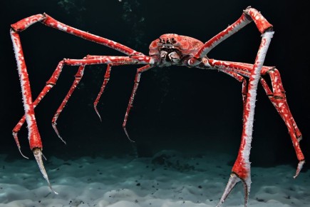 ���������� ����� �� ��� ������: ������������ ����� � �������� �����-�����