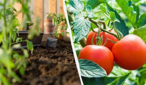 ������� ������� �� �������: ����� � ��� ��� ������� ���������