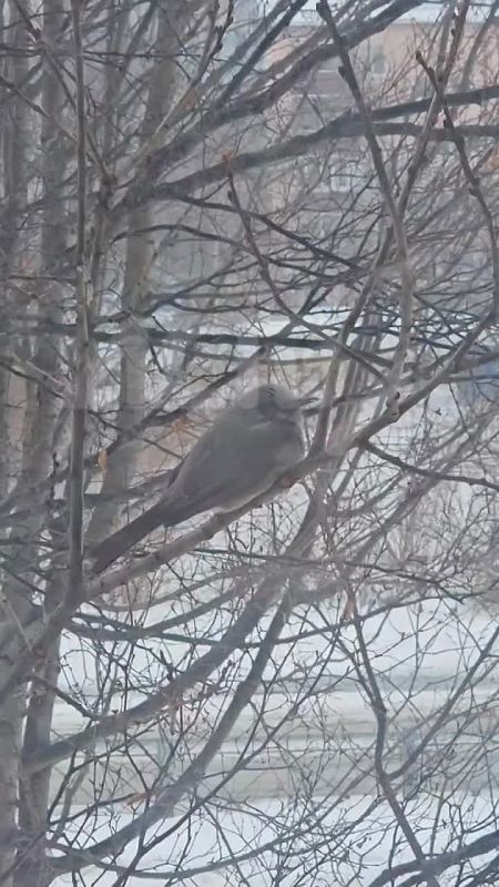 ������ ������ ����� ���������� ����� ����-����������