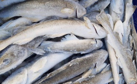 ������� ����-���������� ��������� ����� ������ ������