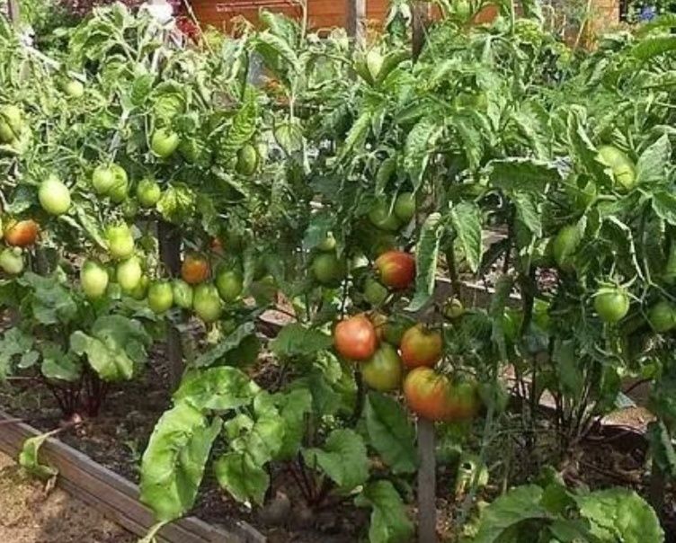 ��� ��������� ������������� ������: ������� ��������� �����