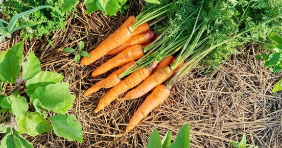 Как правильно подкормить морковь для сладкого и сочного урожая